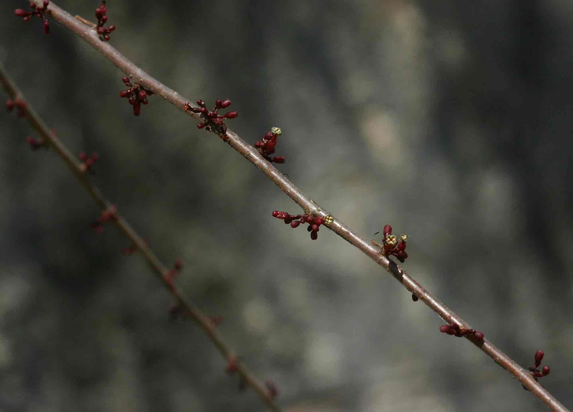 Commiphora africana