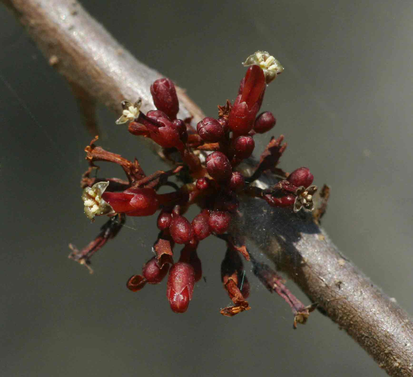 Commiphora africana