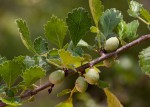 Commiphora africana