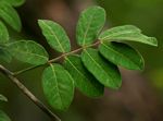 Commiphora mollis