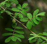 Commiphora mollis