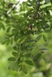 Commiphora mollis