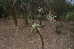 Commiphora mollis