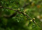 Commiphora schimperi