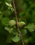 Commiphora schimperi