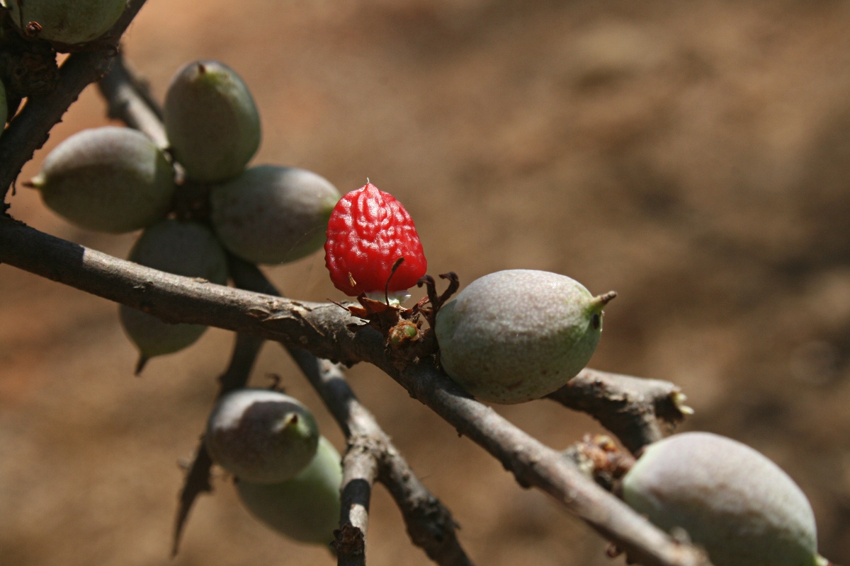 Commiphora schimperi