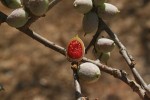 Commiphora schimperi