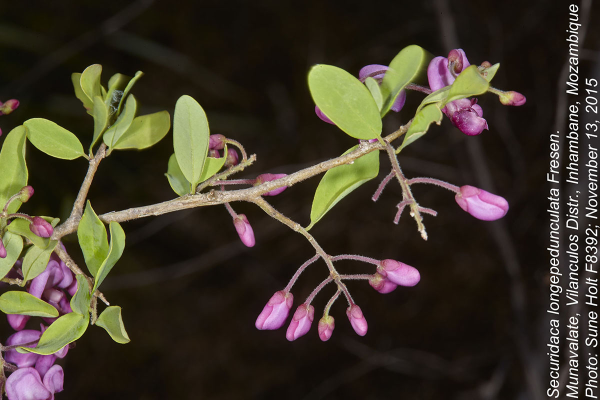 Securidaca longepedunculata