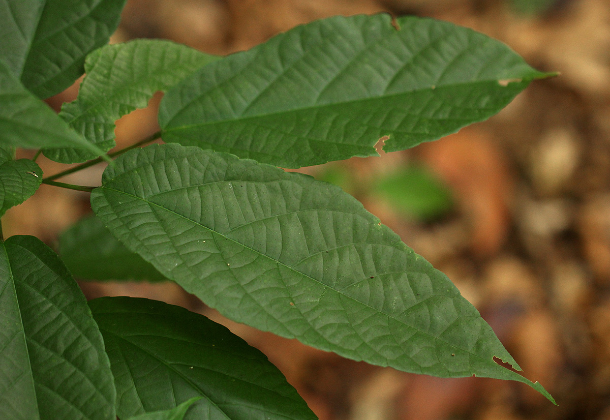 Alchornea laxiflora