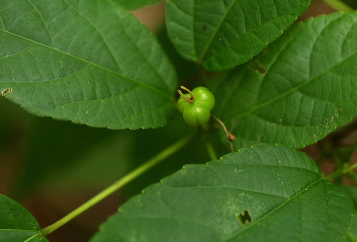 Alchornea laxiflora