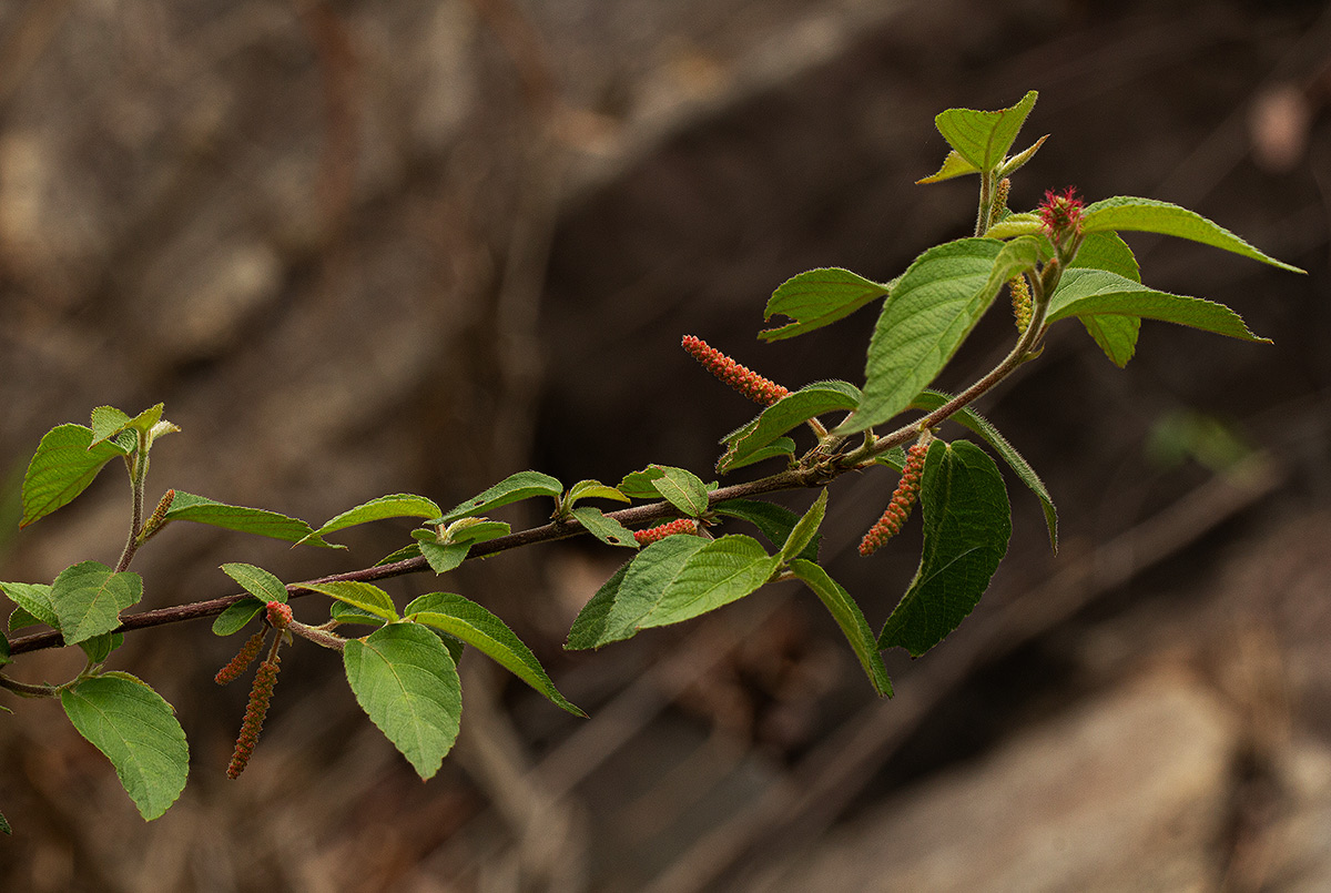 Acalypha chirindica