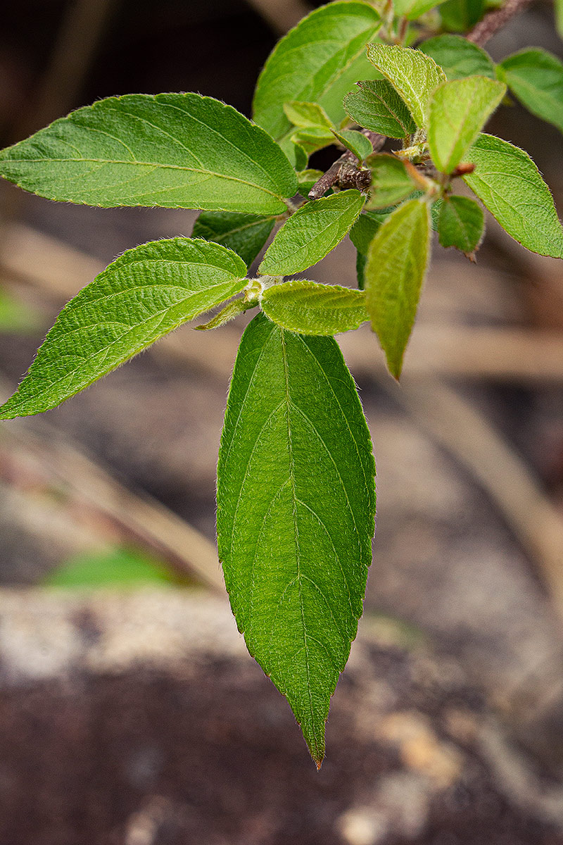 Acalypha chirindica