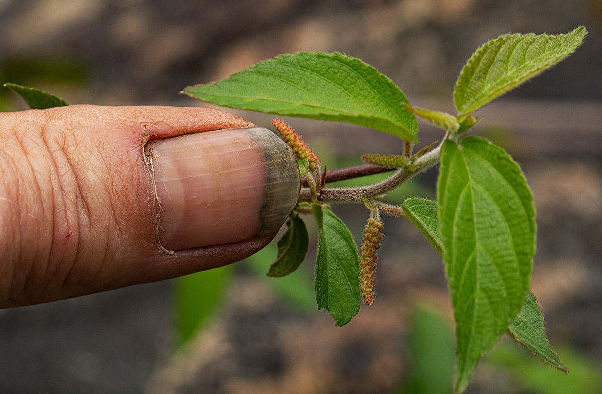 Acalypha chirindica