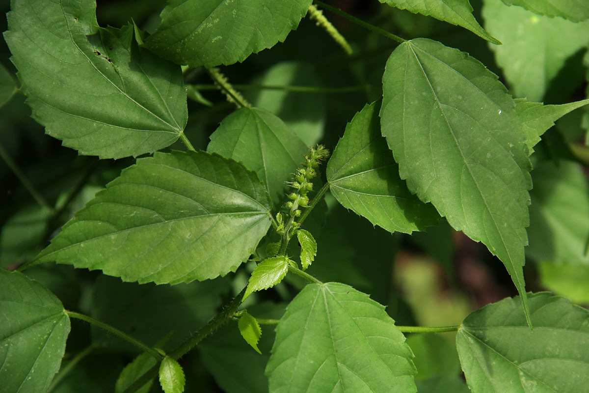 Acalypha ornata