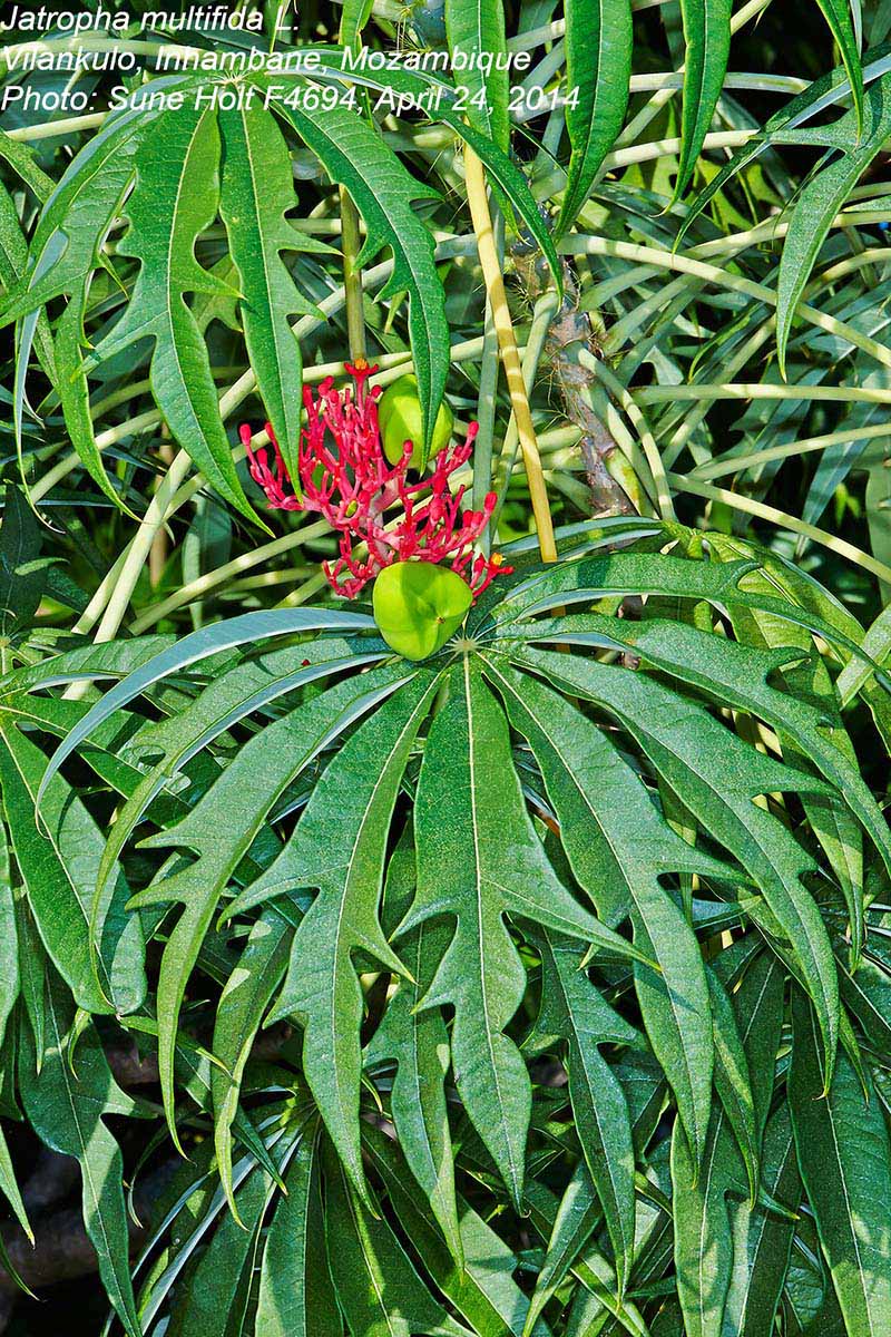 Jatropha multifida