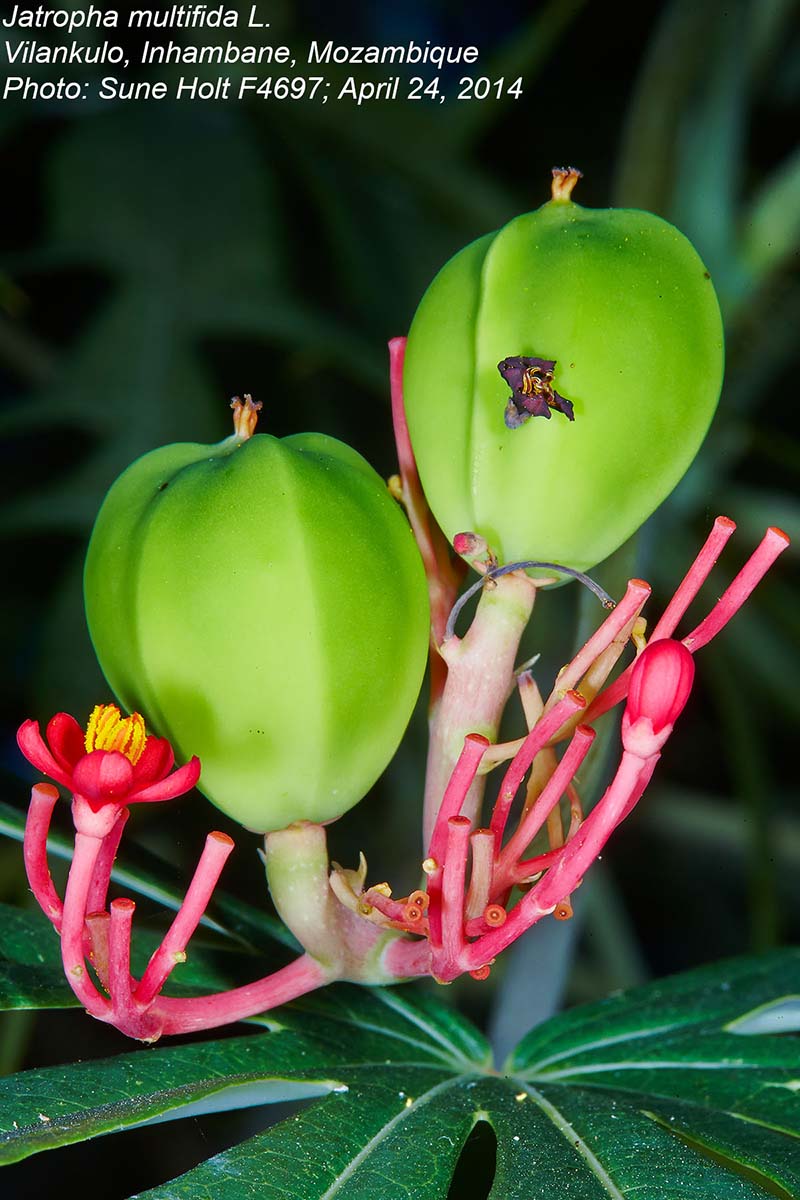 Jatropha multifida