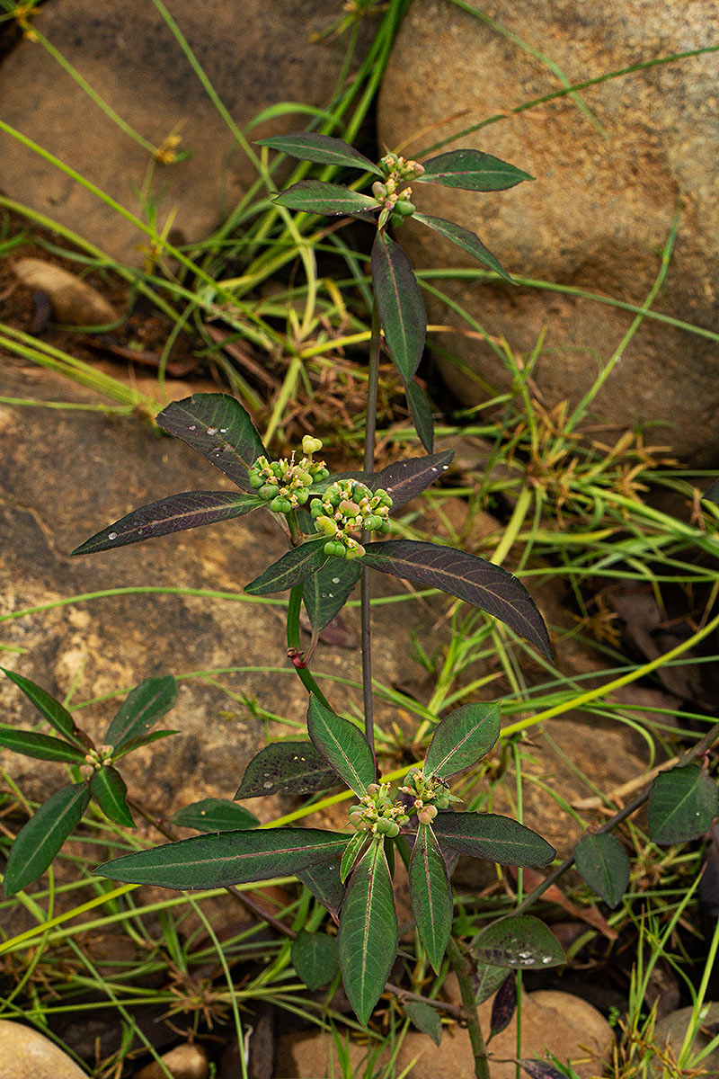 Euphorbia heterophylla