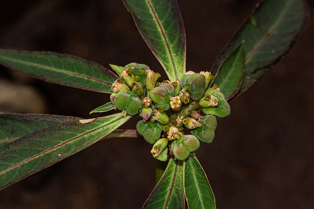 Euphorbia heterophylla