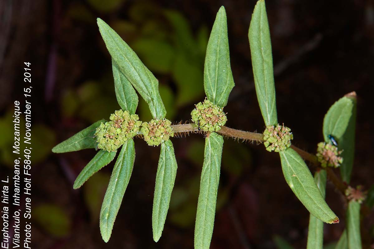 Euphorbia hirta