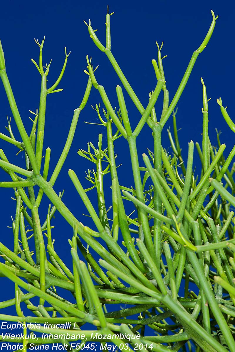 Euphorbia tirucalli