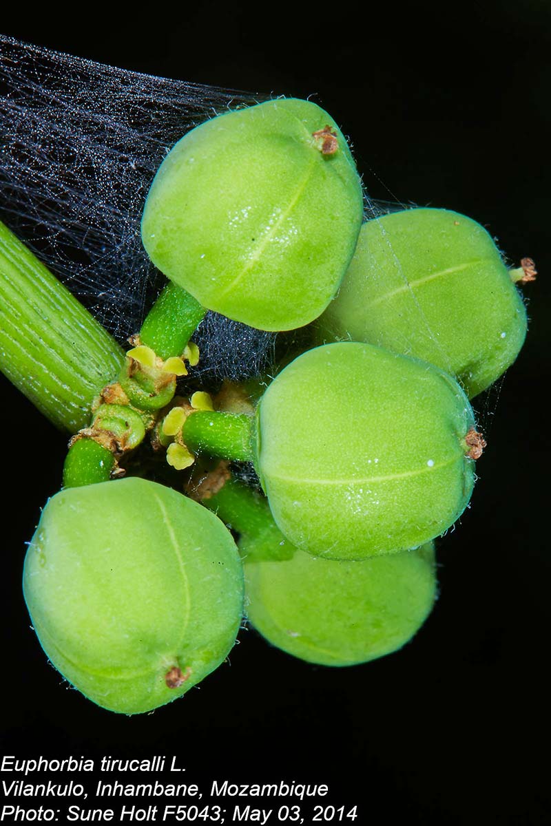 Euphorbia tirucalli