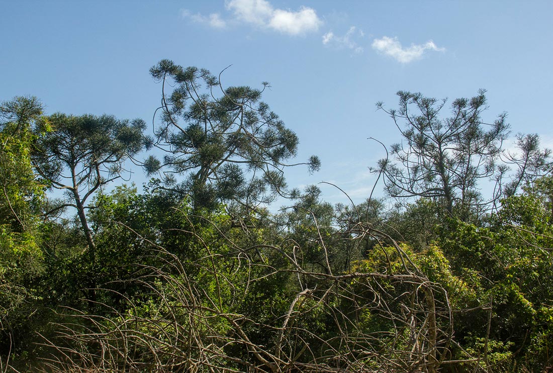 Euphorbia tirucalli