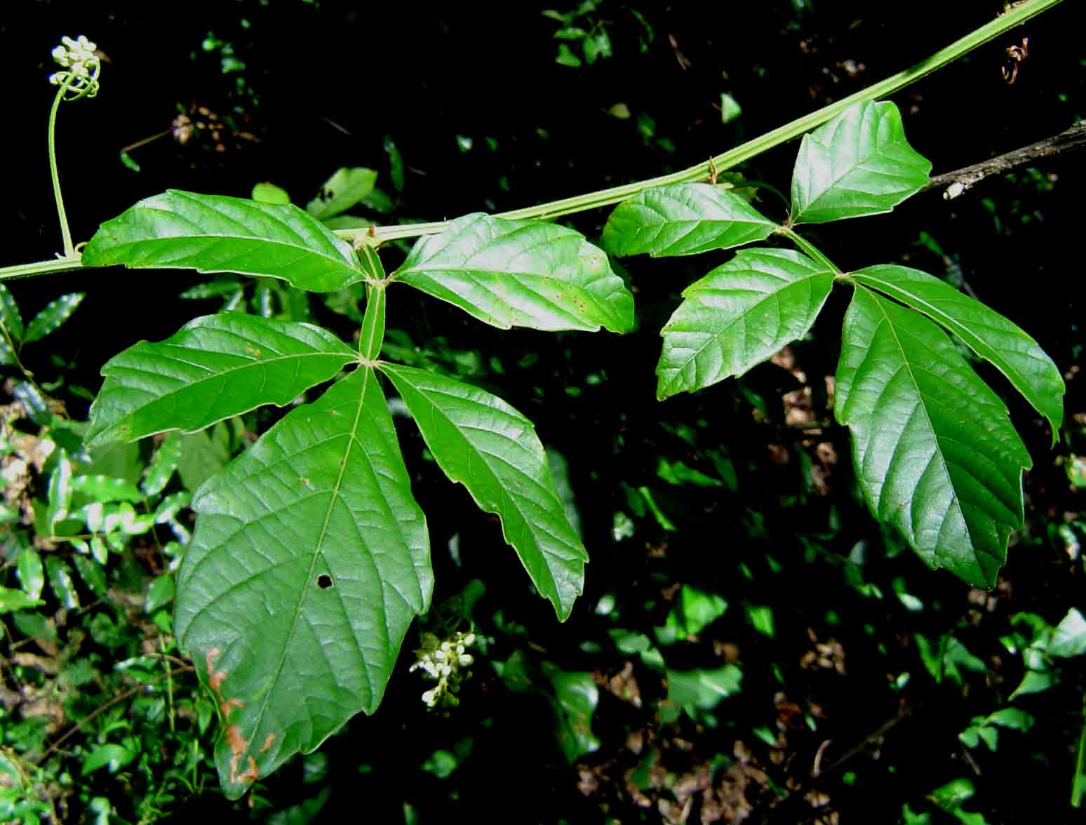 Paullinia pinnata