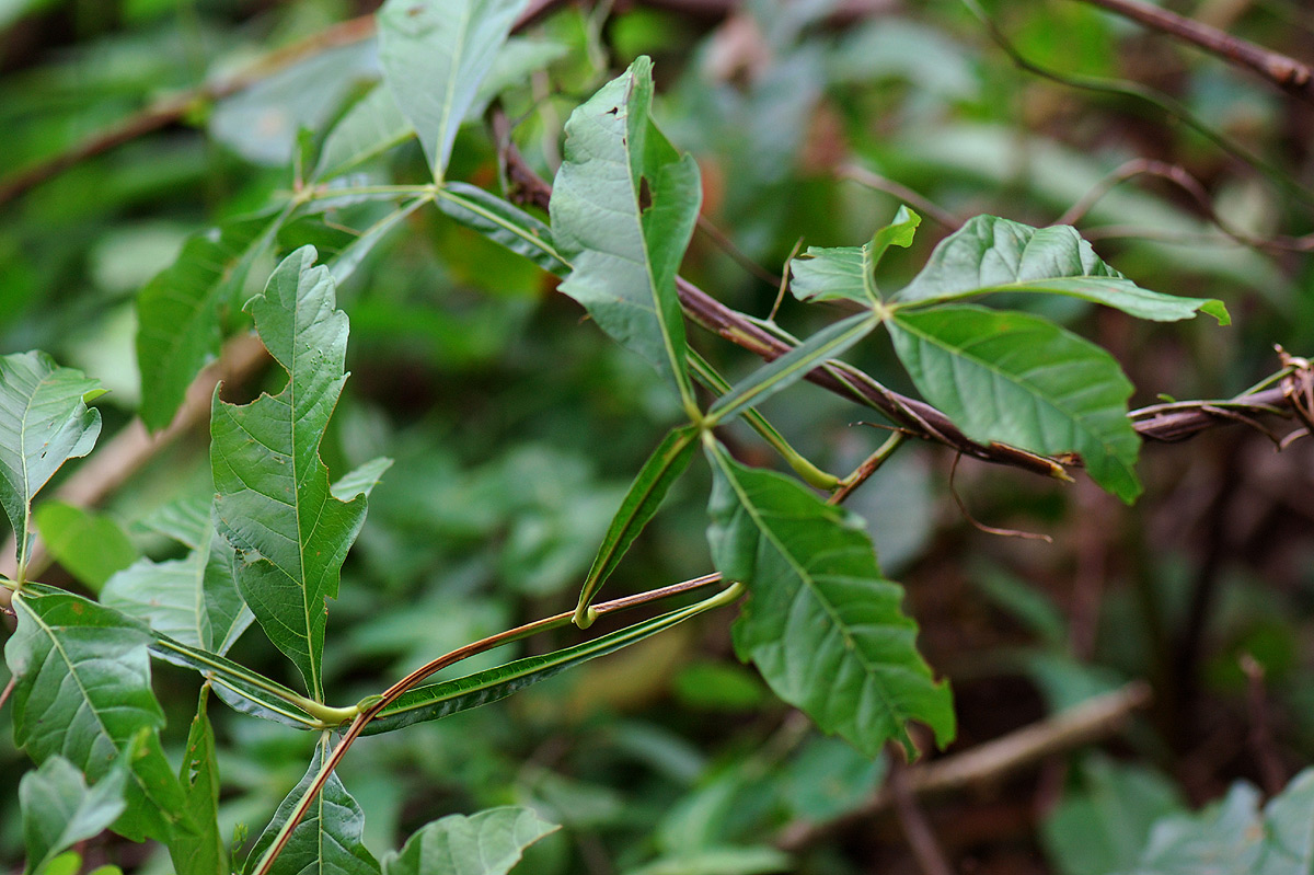 Paullinia pinnata