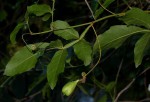 Paullinia pinnata