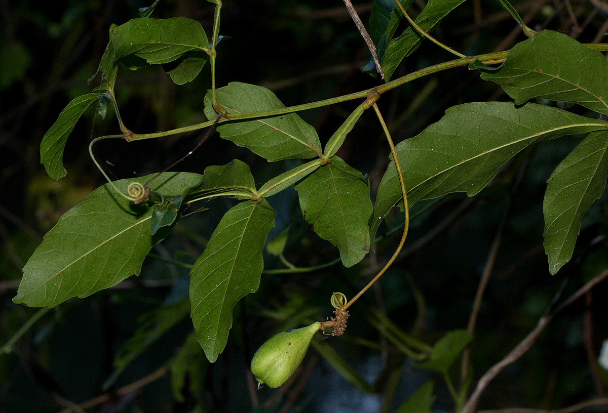 Paullinia pinnata