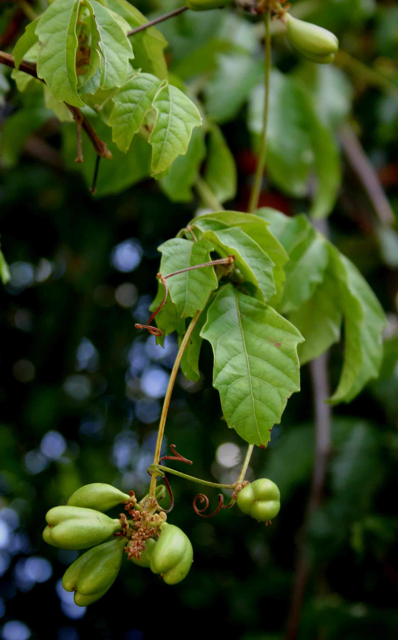 Paullinia pinnata