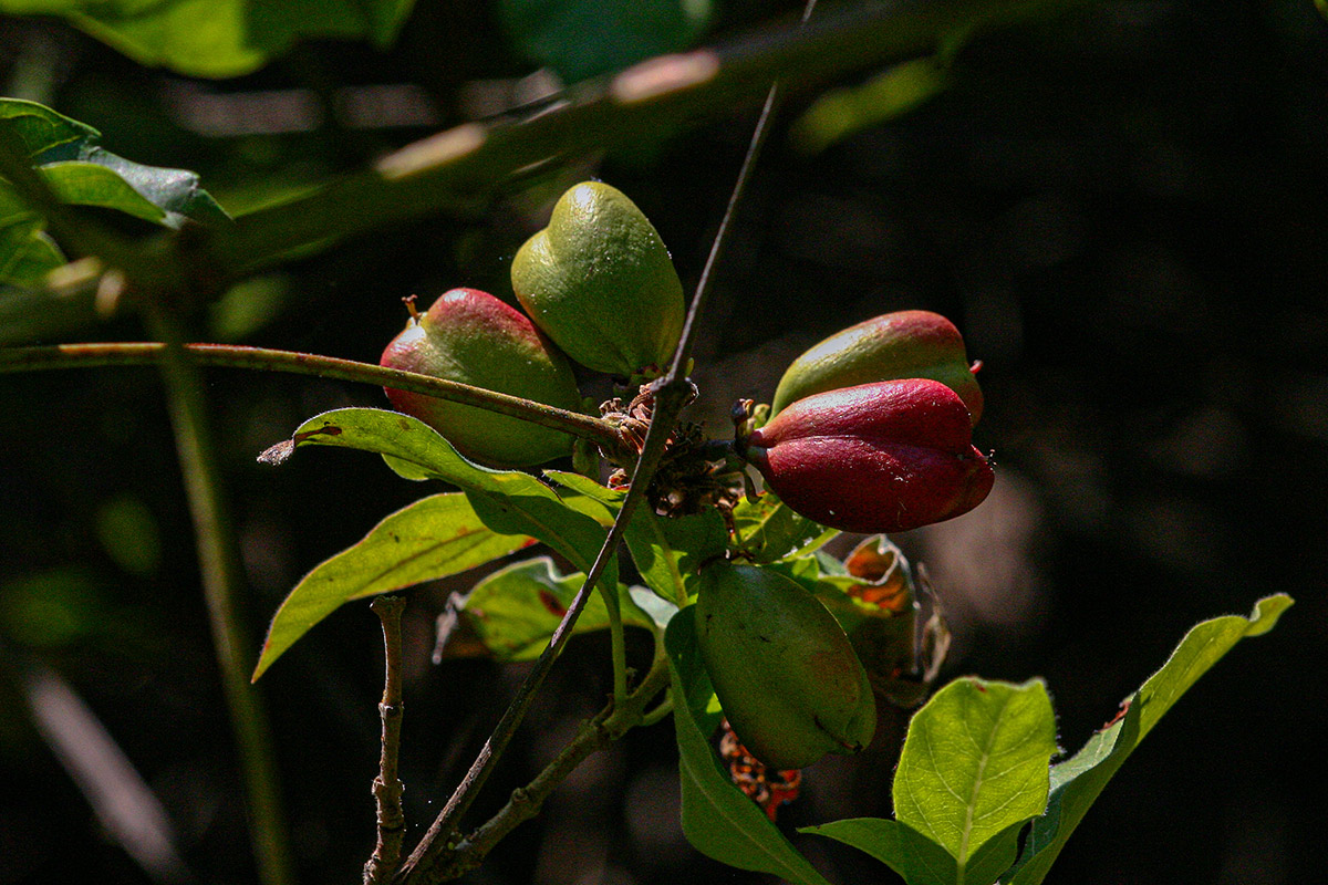 Paullinia pinnata