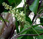 Paullinia pinnata