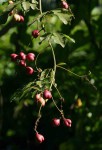 Paullinia pinnata