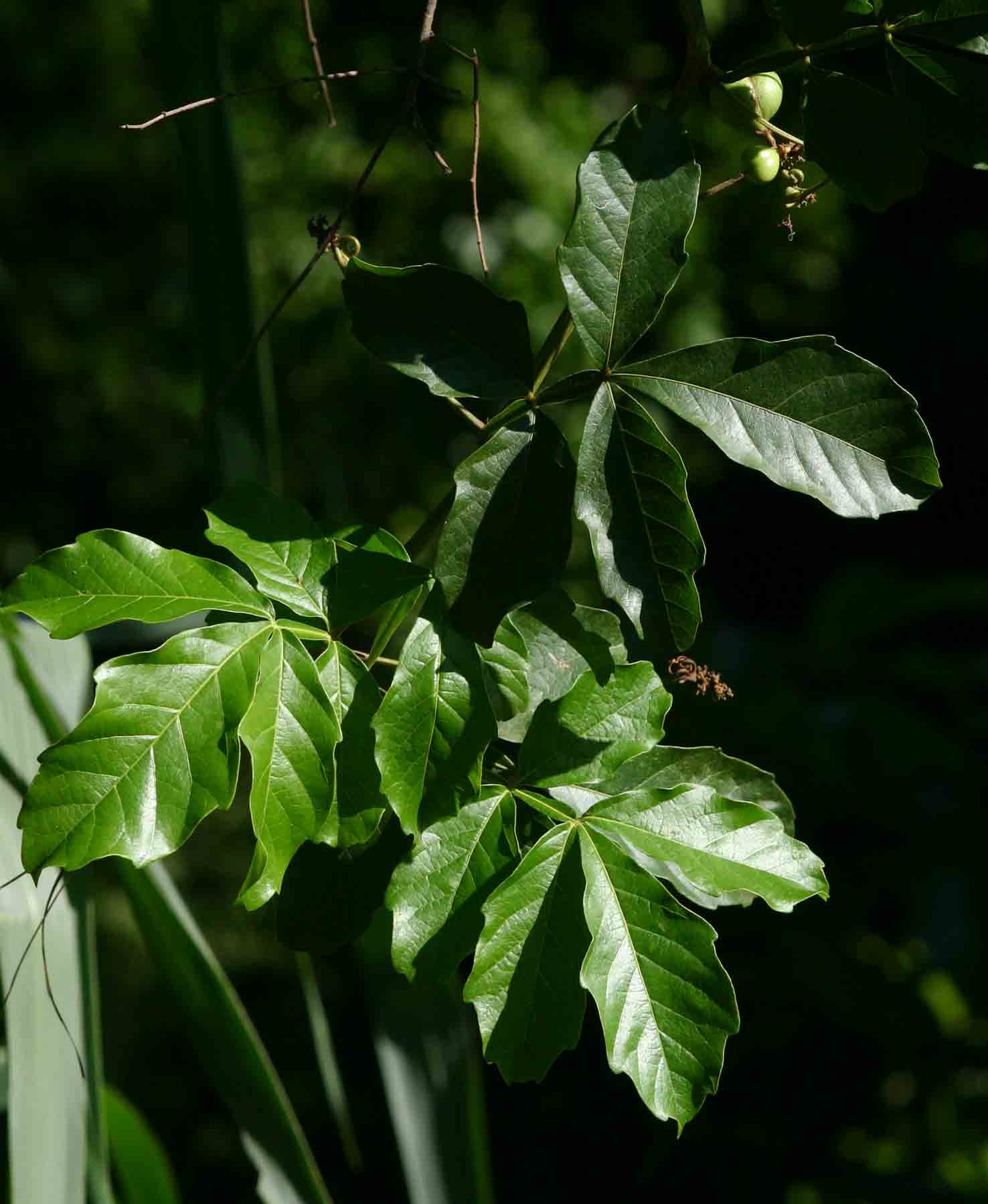 Paullinia pinnata