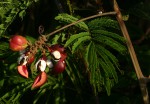 Paullinia pinnata