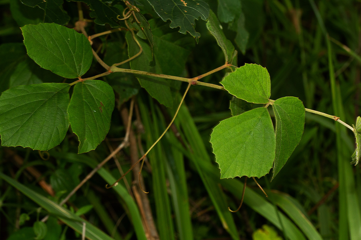 Rhoicissus tridentata