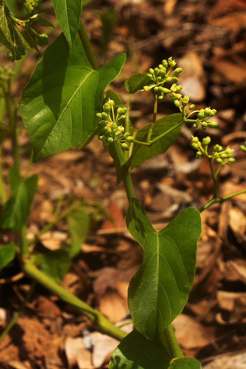 Cissus integrifolia