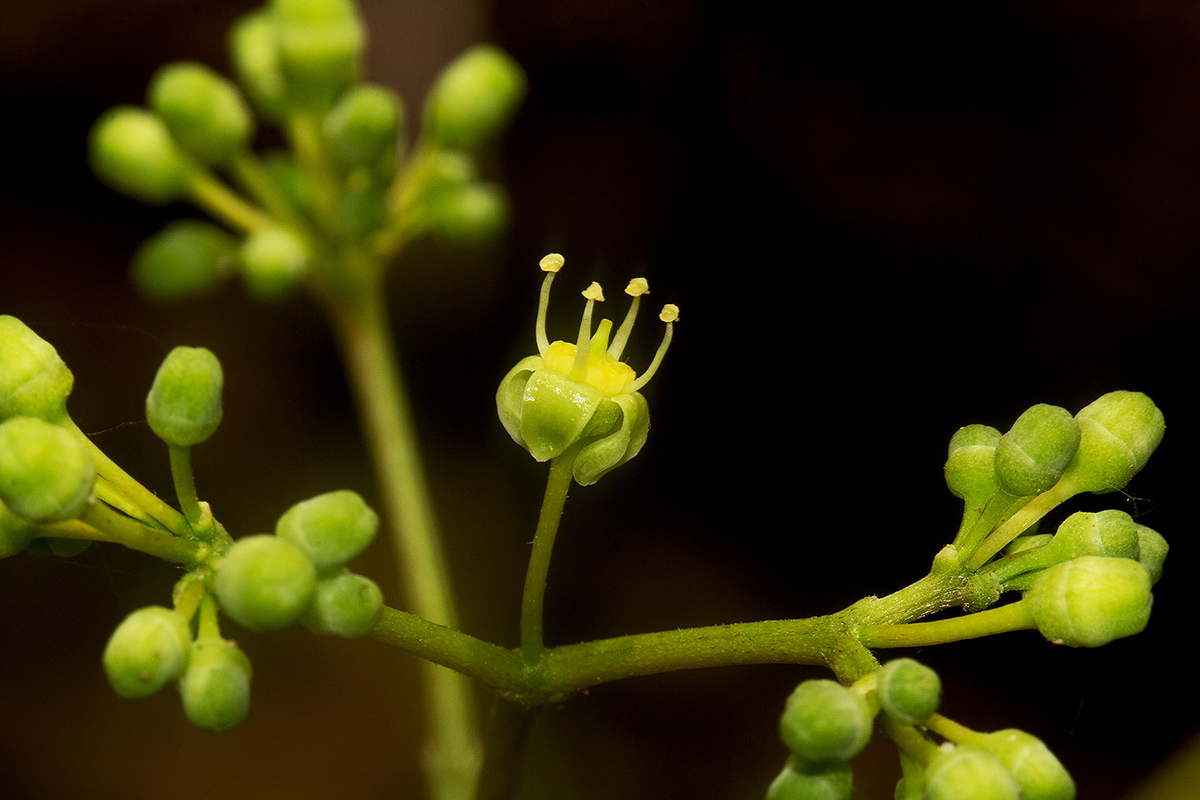 Cissus integrifolia