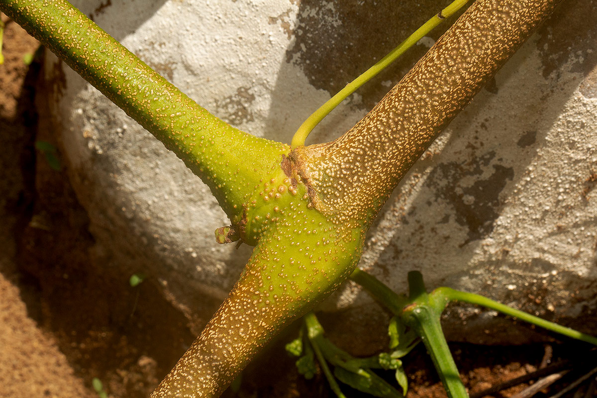 Cissus integrifolia