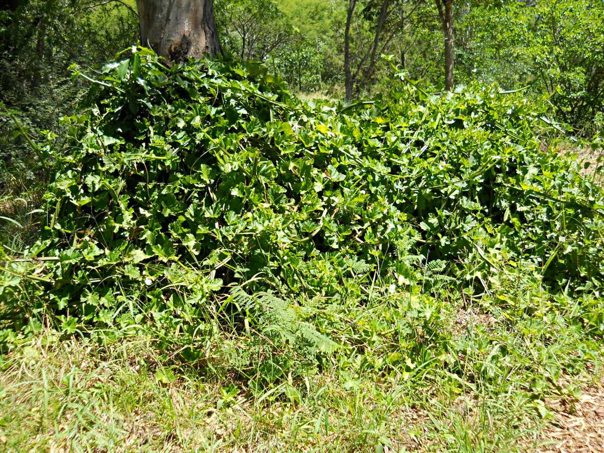 Cissus quadrangularis