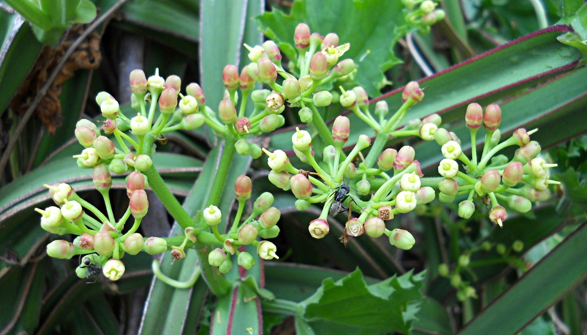 Cissus quadrangularis