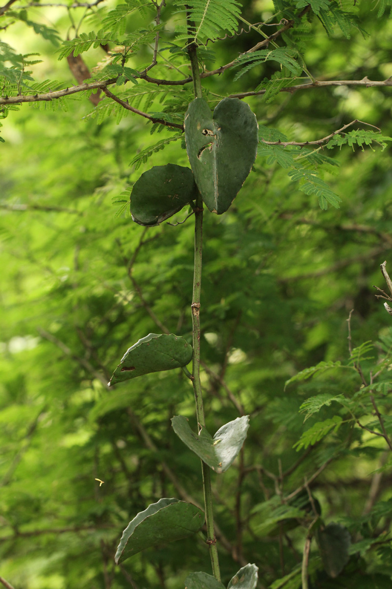 Cissus rotundifolia