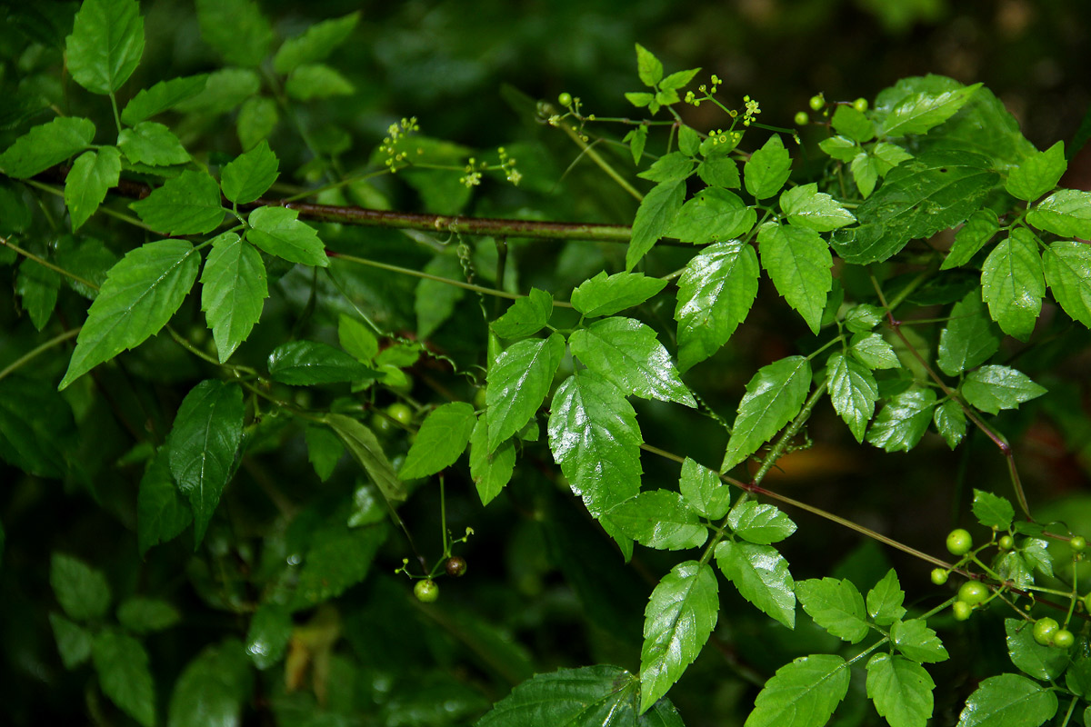 Cayratia gracilis