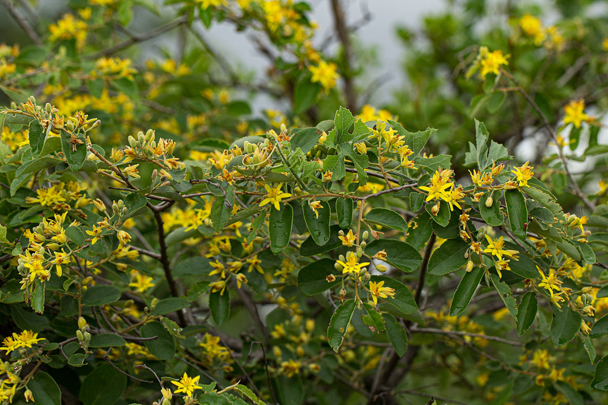 Grewia bicolor