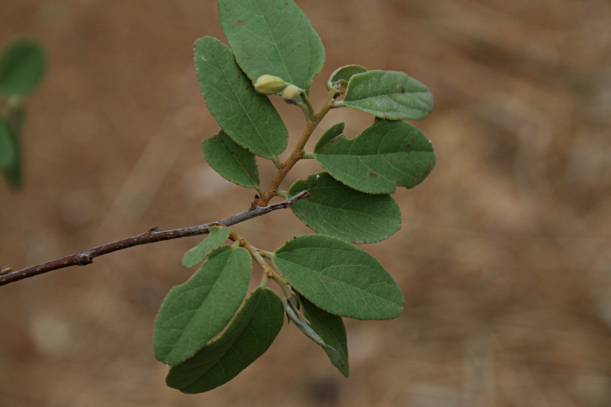 Grewia bicolor