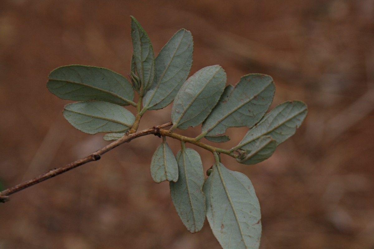 Grewia bicolor