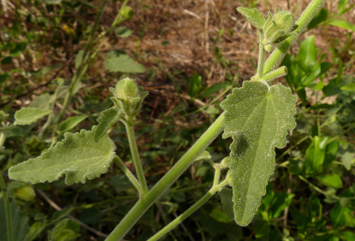 Hibiscus panduriformis