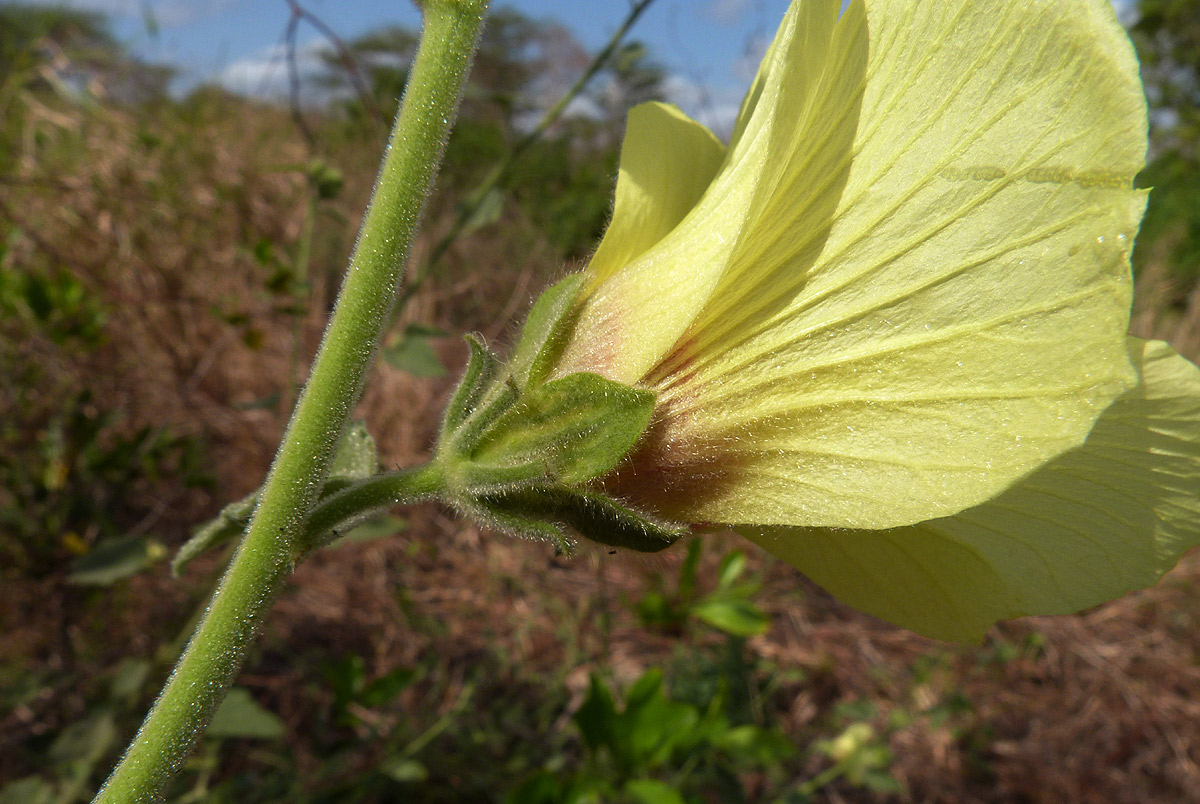 Hibiscus panduriformis