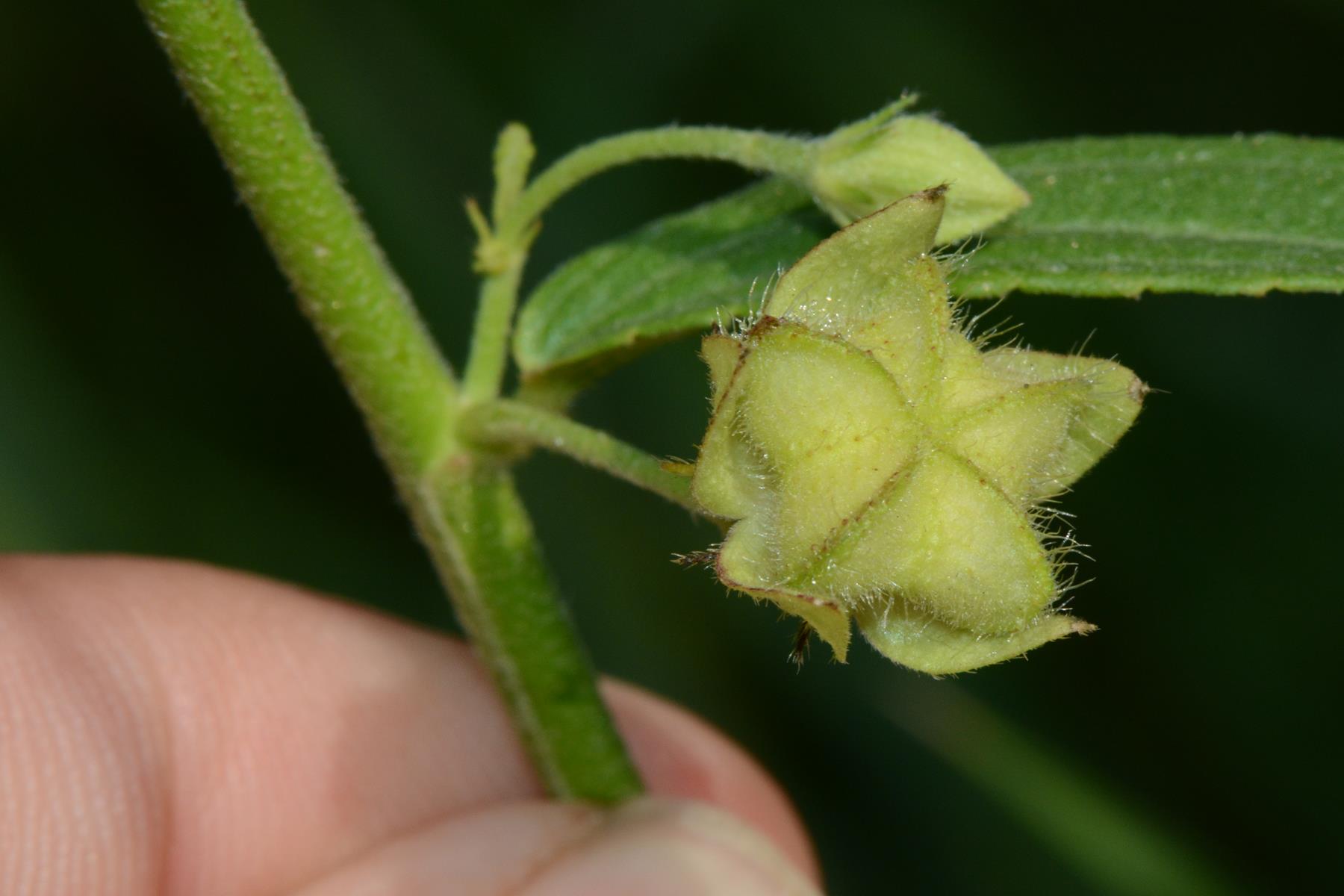 Kosteletzkya buettneri